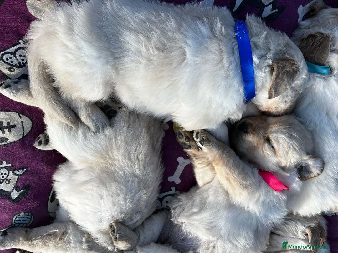 Golden Retriever perros en venta: CAMADA GOLDEN RETRIEVER en Madrid - Anuncio 7