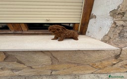 Caniche Toy perros en venta: Caniche mini Toy  - Imagen 4
