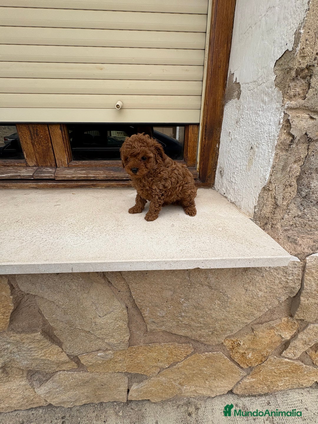 Caniche Toy perros en venta: Caniche mini Toy  - Imagen 4