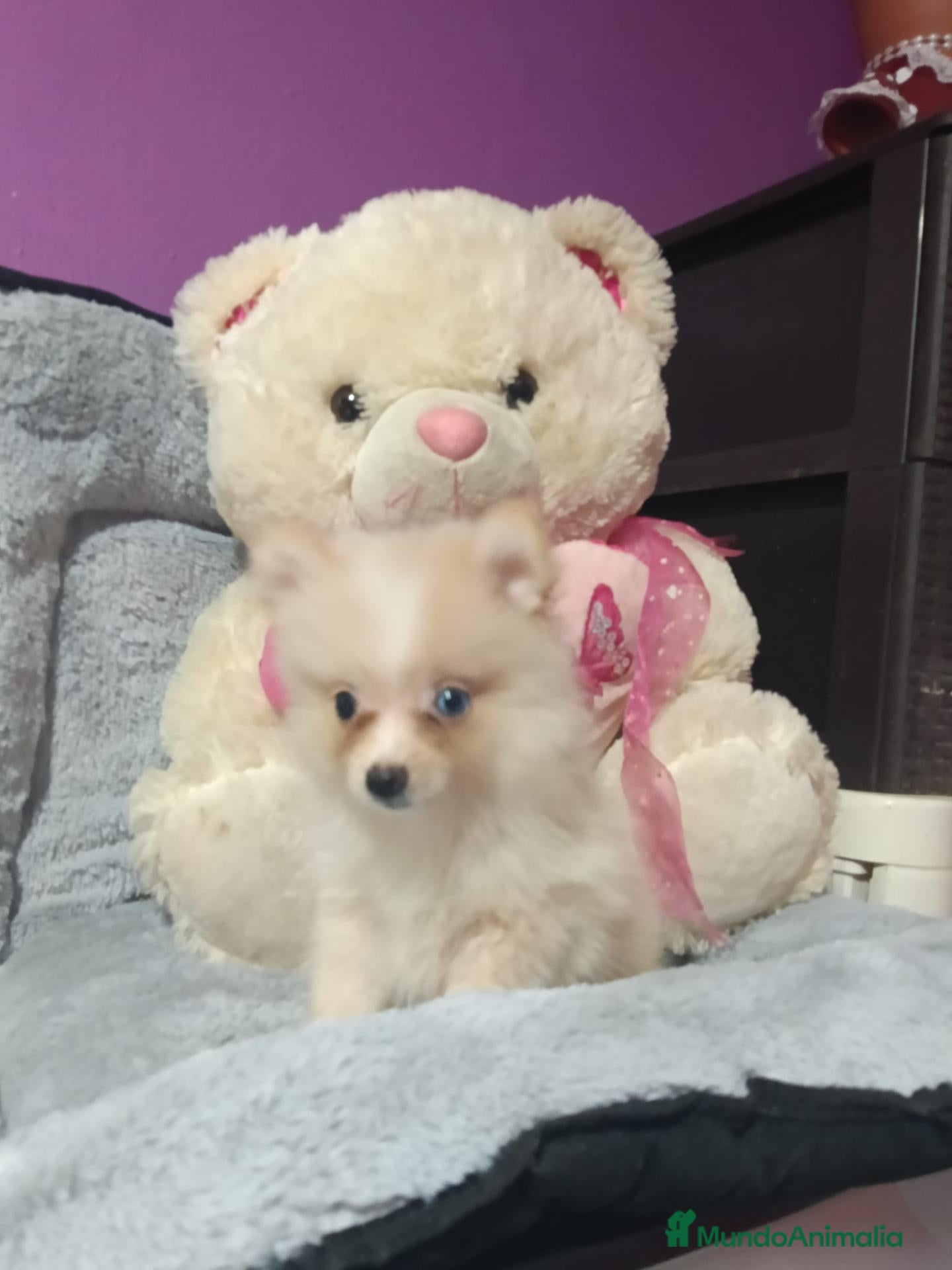 Pomerania perros Pomeranea - Anuncio 1