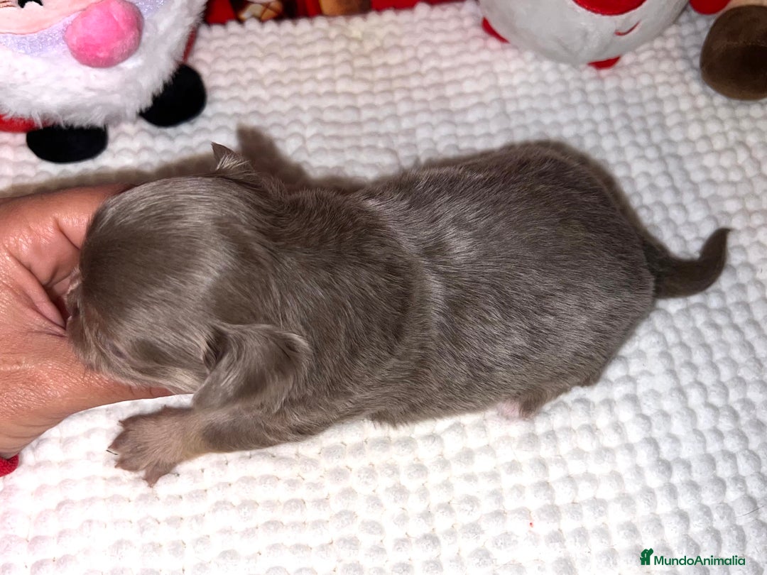 Chihuahua perros en venta: CHIHUAHUA PELO LARGO TRICOLOR LILAC  - Anuncio 2