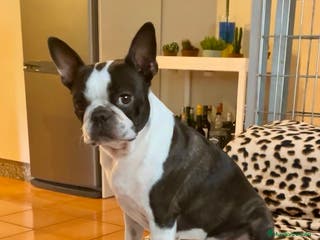 Boston Terrier perros Boston Terrier cachorros - Anuncio 1