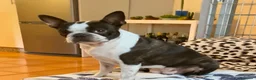 Boston Terrier perros en venta: Boston Terrier cachorros - Anuncio 1