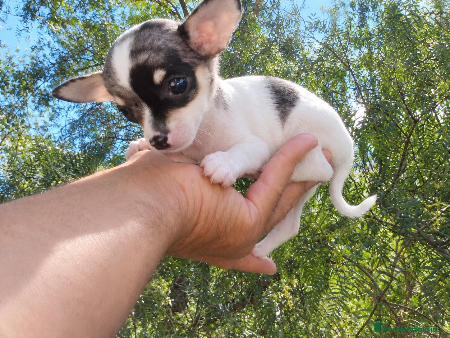 Chihuahua perros en venta: Chihuahua hembra muy pequeña. - Anuncio 2