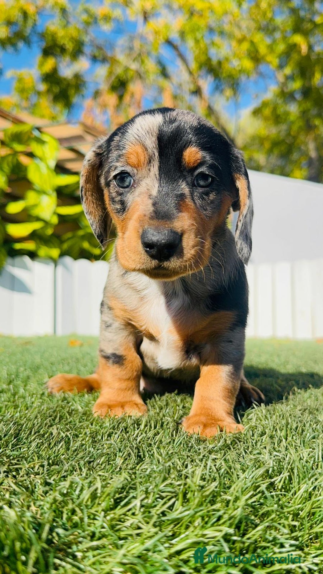 Teckel Miniatura perros en venta: TECKEL MINIATURA HEMBRA - Anuncio 17