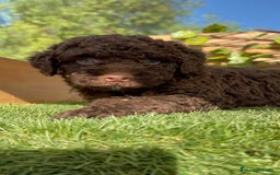 Perro de Agua Español perros en venta: PERRO DE AGUA HEMBRA - Imagen 8