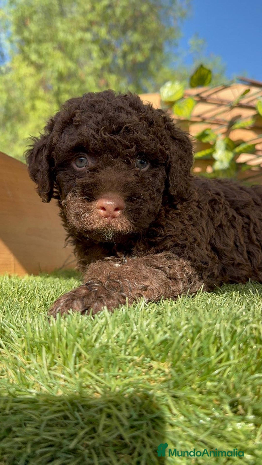 Perro de Agua Español perros en venta: PERRO DE AGUA HEMBRA - Imagen 8