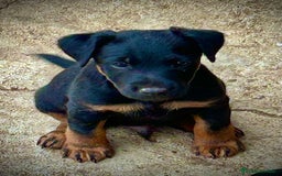 Terrier Alemán de Caza perros en venta: Jagd Terrier, Jagdterrier o Terrier Alemán Sevilla - Imagen 1