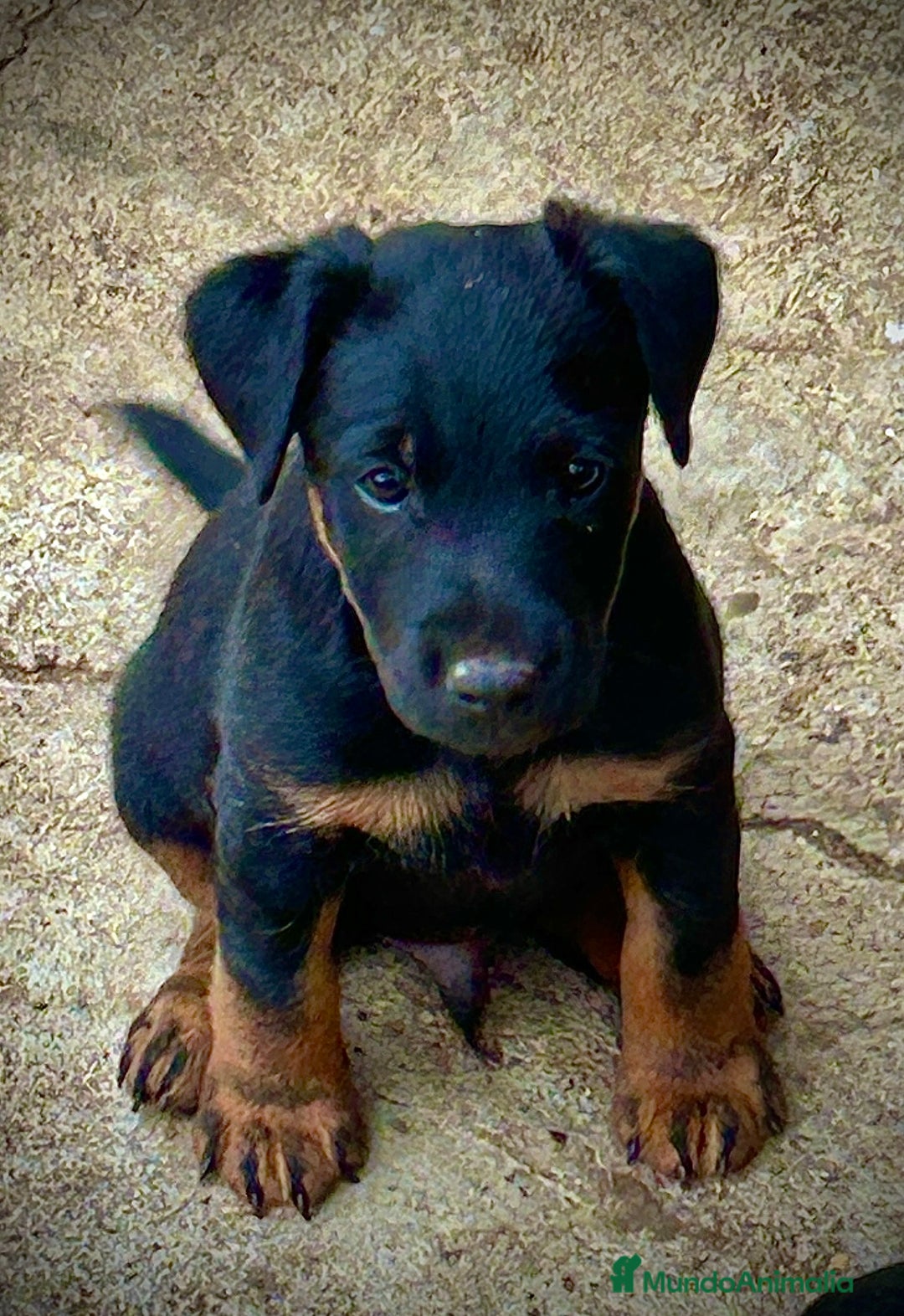 Terrier Alemán de Caza perros en venta: Jagd Terrier, Jagdterrier o Terrier Alemán Sevilla - Imagen 1