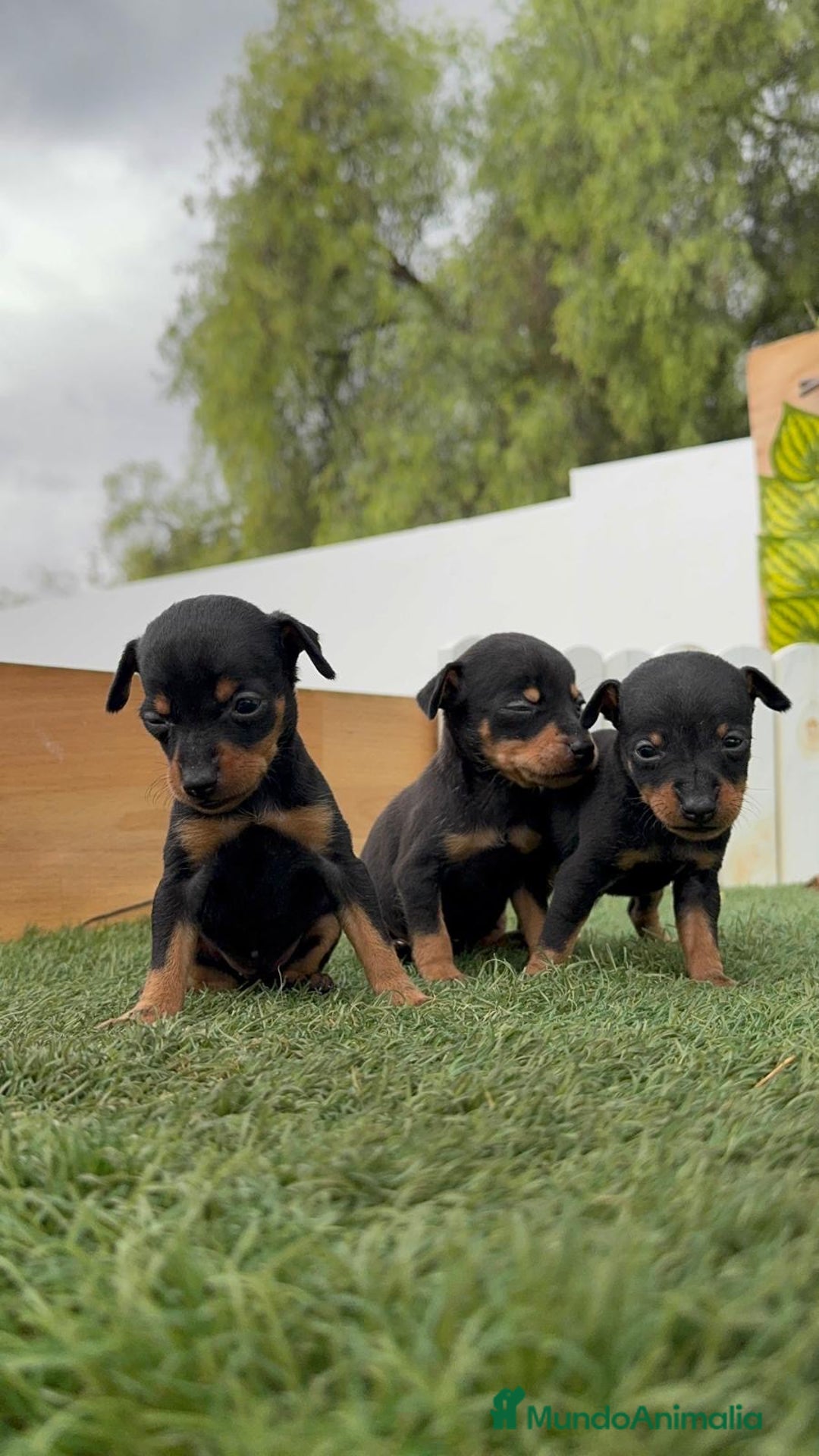 Pinscher Miniatura perros en venta: PINSCHER MINIATURA HEMBRAS - Imagen 3