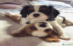 Cavalier King Charles Spaniel perros en venta: Cachorros Cavalier pura raza 🥇✨ - Imagen 4