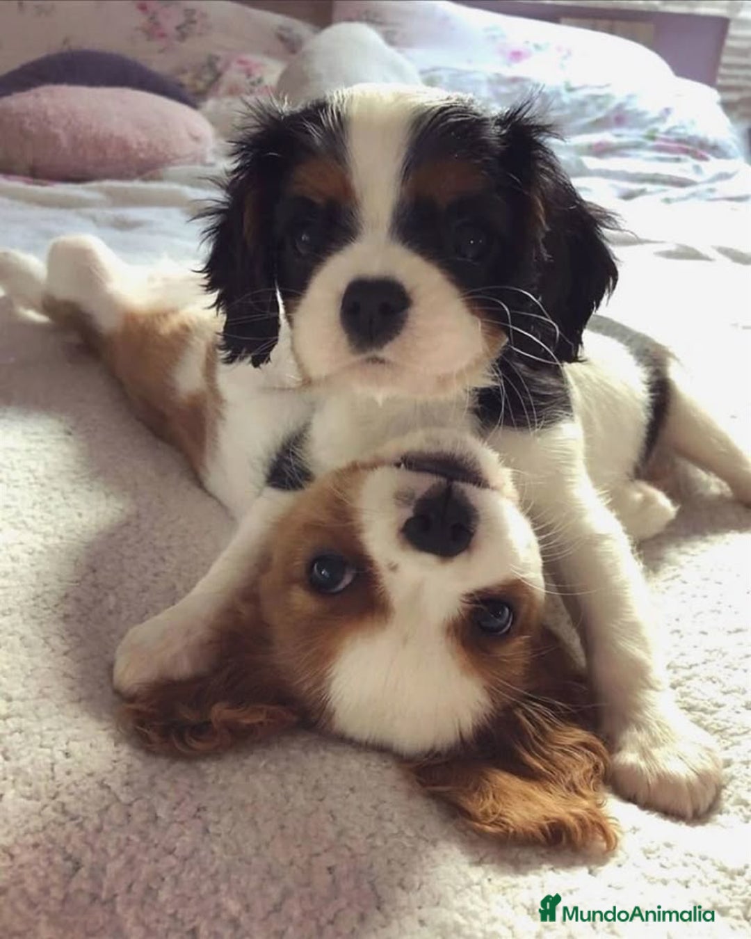 Cavalier King Charles Spaniel perros en venta: Cachorros Cavalier pura raza 🥇✨ - Imagen 4
