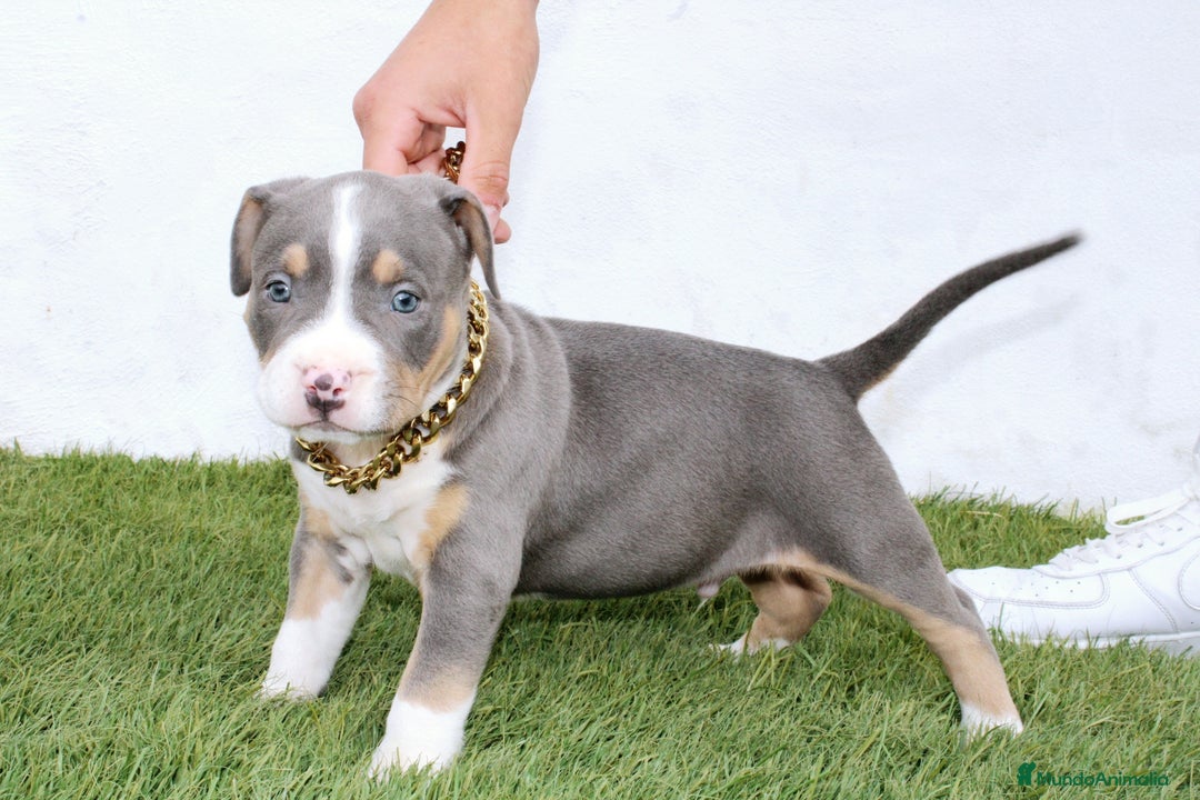 American Pit Bull Terrier perros en venta: American pitbull terrier unico en españa  - Imagen 5