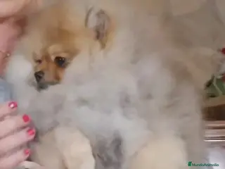 Pomerania perros ESPECTACULAR POMERANIA MACHITO - Anuncio 31