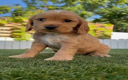 Cocker Spaniel Inglés perros en venta: COCKER SPANIEL INGLES HEMBRA - Imagen 7
