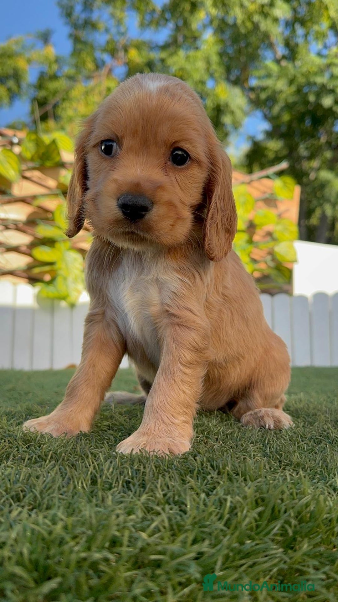 Cocker Spaniel Inglés perros en venta: COCKER SPANIEL INGLES HEMBRA - Imagen 7