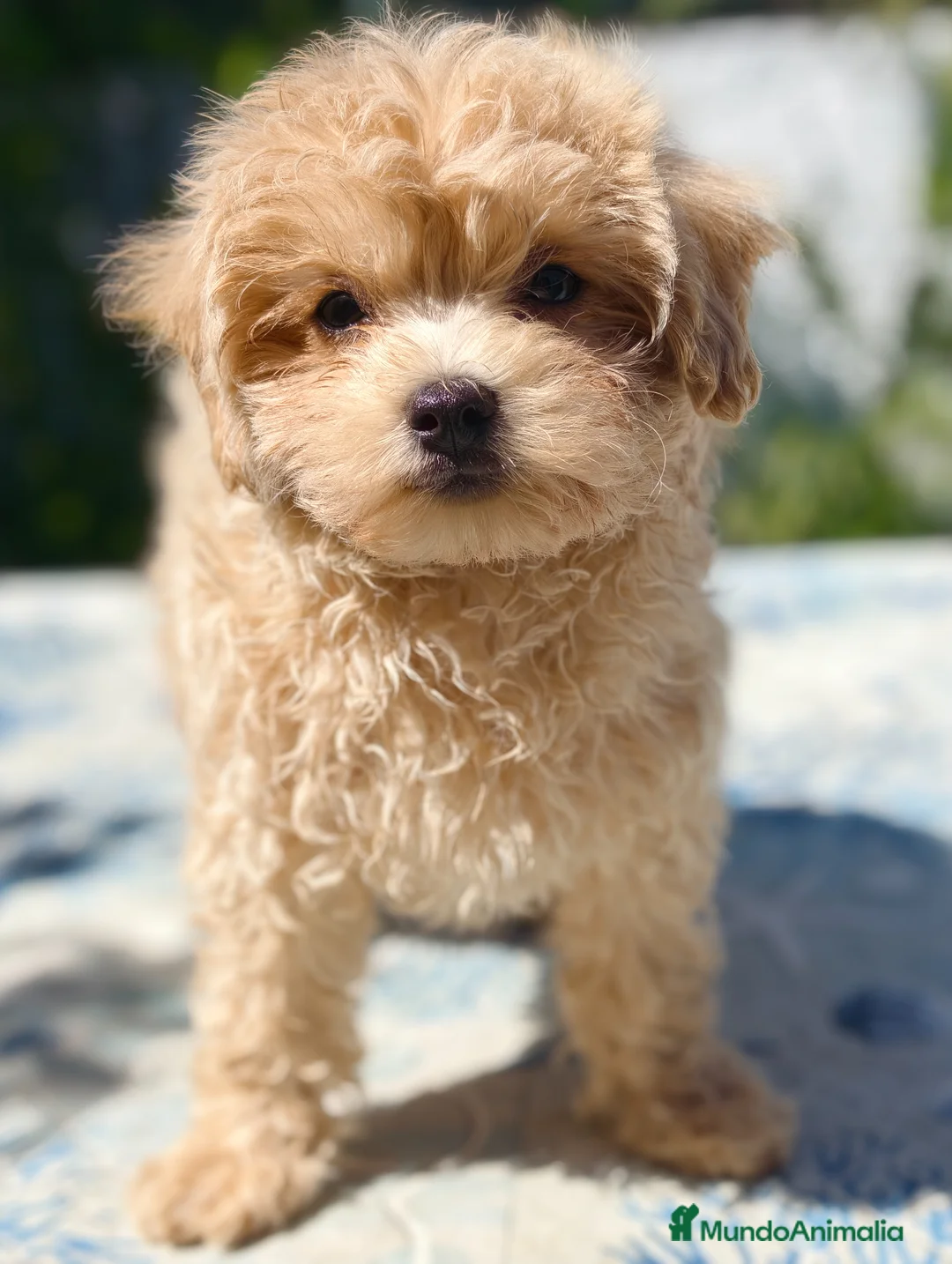 Maltipoo perros en venta: Maltipoo apricot macho  - Anuncio 2