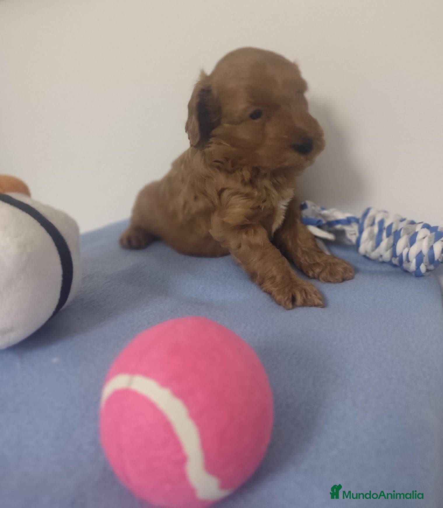 Caniche Toy perros Caniche toy - Anuncio 26