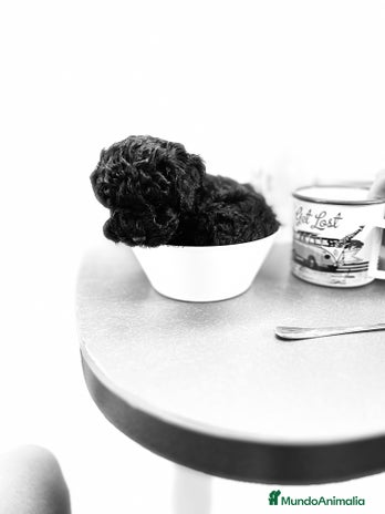 Caniche Toy perros - Anuncio 6