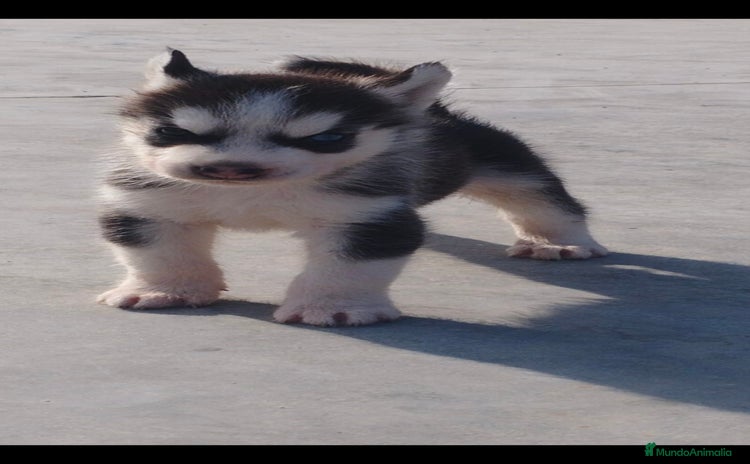 Husky Siberiano perros - Anuncio 1