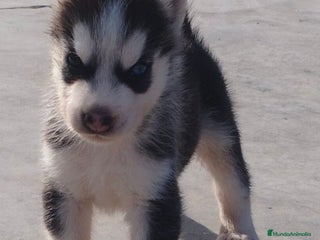 Husky Siberiano perros - Anuncio 1