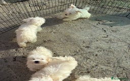 Bichón Maltés perros en venta: Bichón maltés toy  - Imagen 4