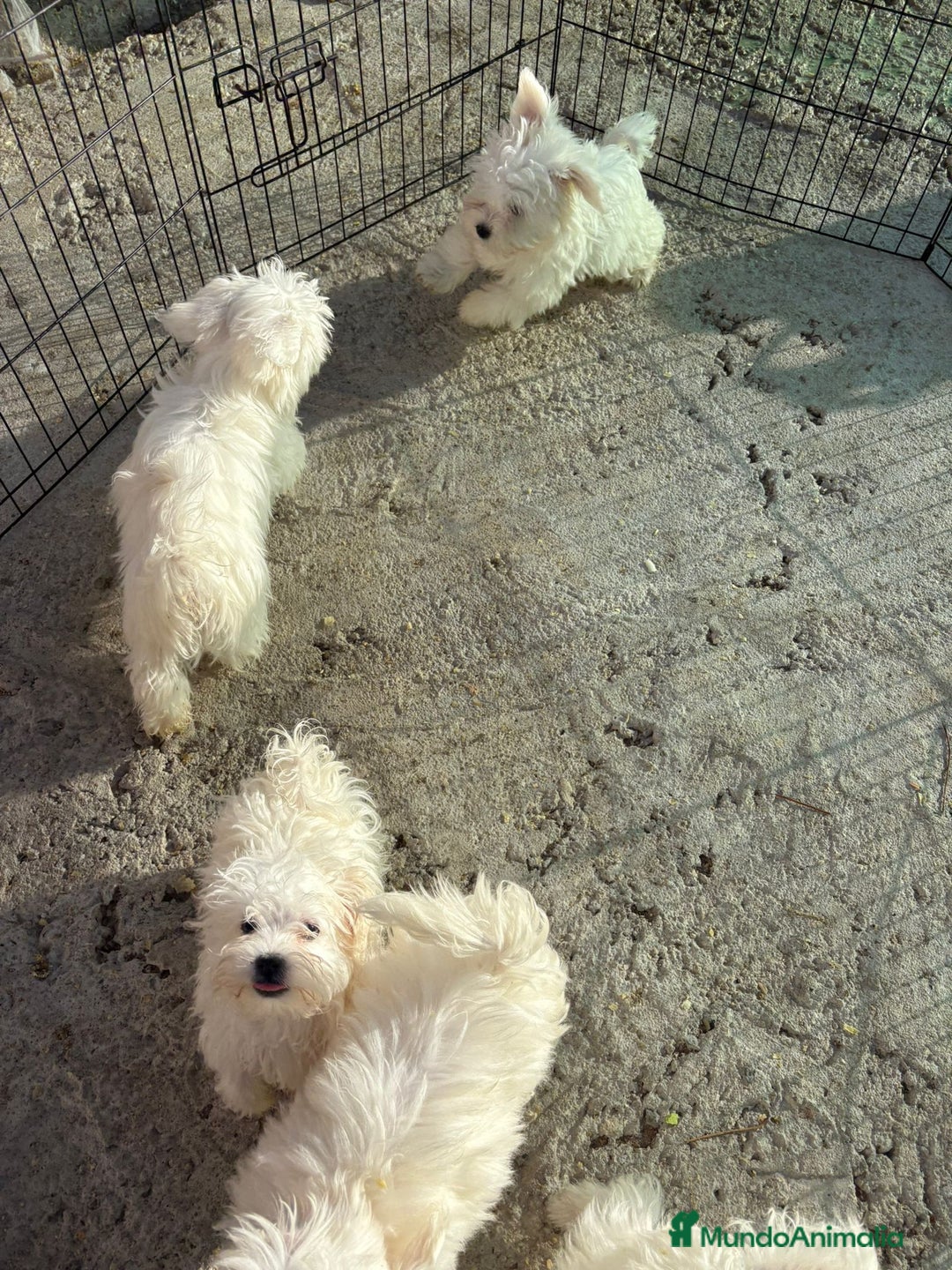 Bichón Maltés perros en venta: Bichón maltés toy  - Imagen 4