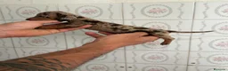 Teckel Miniatura perros en venta: TECKEL MINIATURA - Anuncio 4