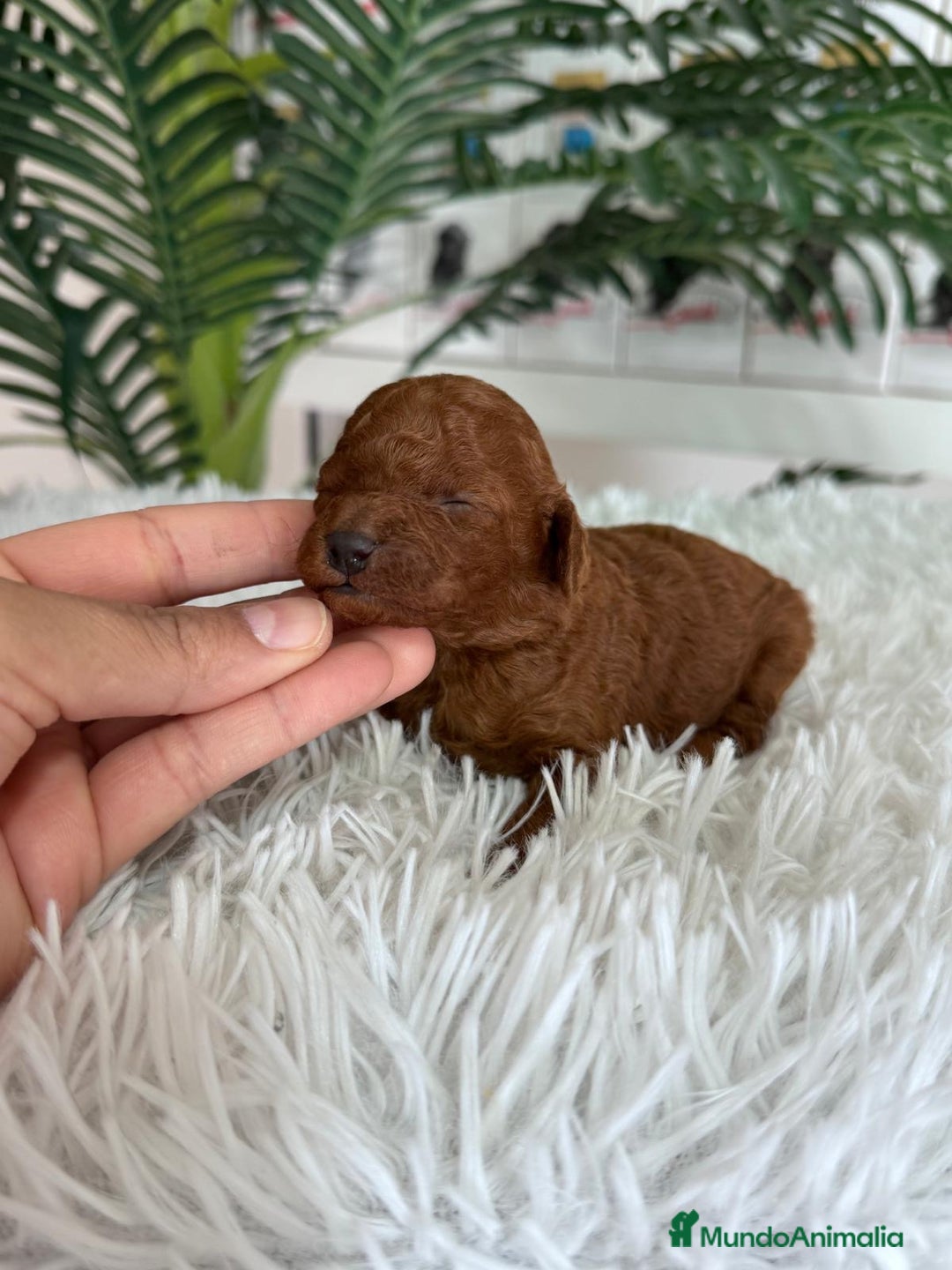 Caniche Toy perros en venta: CANICHE TOY ROJO - Anuncio 6