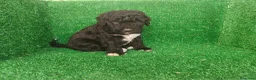 Perro de Agua Español perros en venta: Perros de agua - Anuncio 13