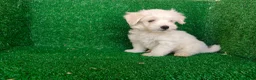 Bichón Maltés perros en venta: Bichón maltés  - Anuncio 5