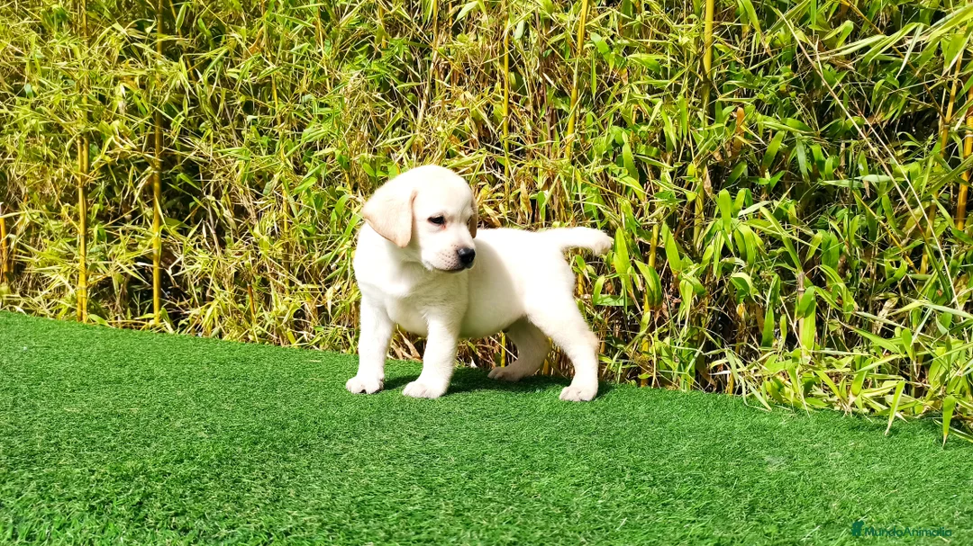 Labrador Retriever perros en venta: LABRADOR - Anuncio 3