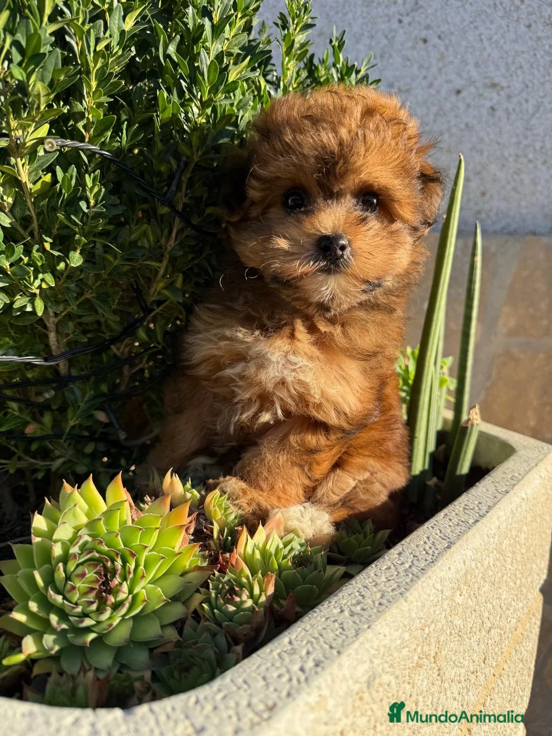 Maltipoo perros en venta: Maltipoo con muchísima solidificación de color!! - Anuncio 2