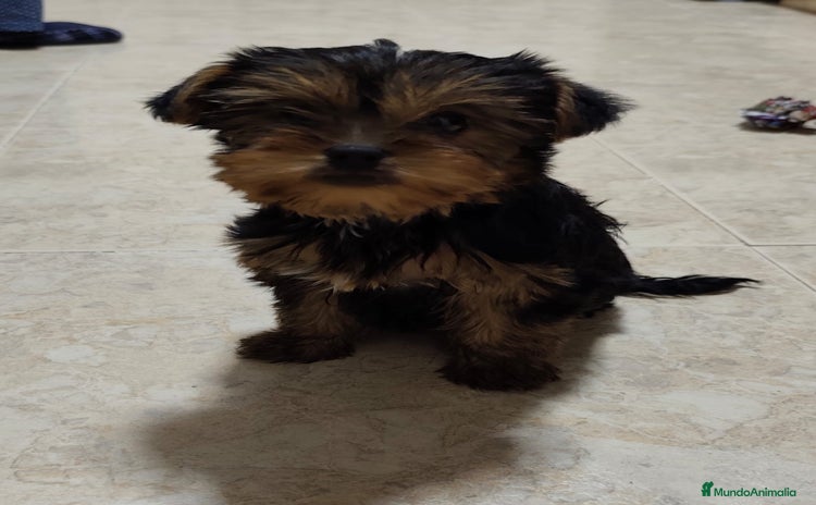 Yorkshire Terrier perros - Anuncio 1