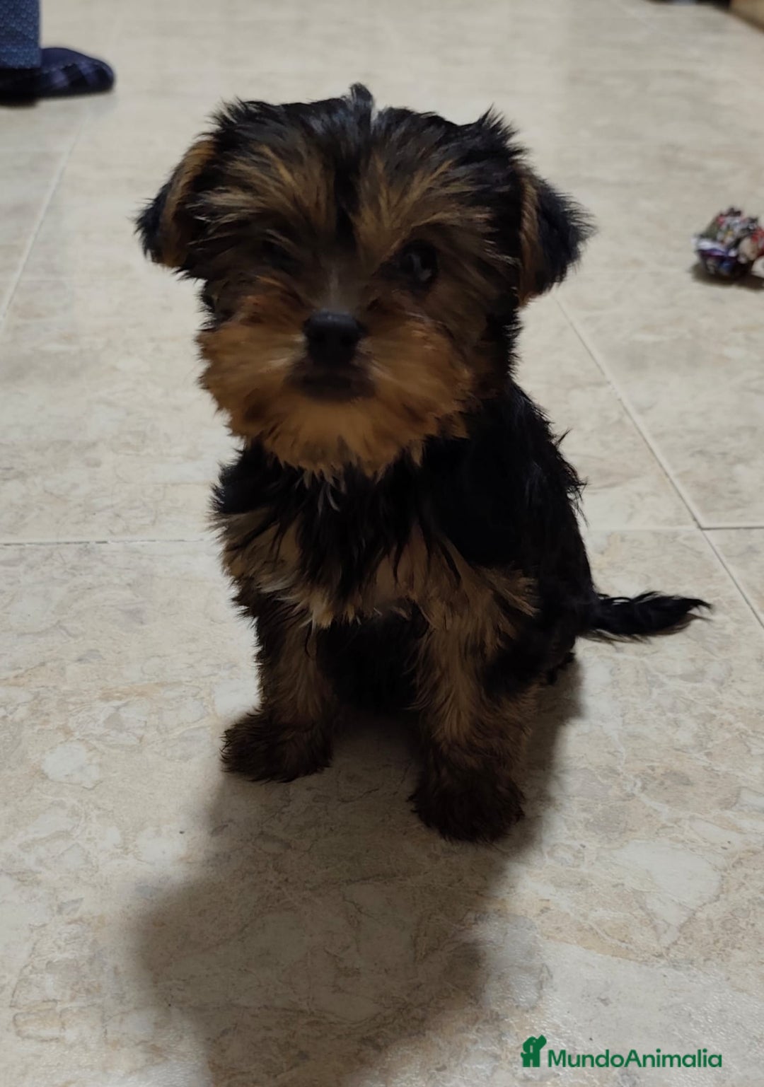 Yorkshire Terrier perros en venta: Yorkshire terrier hembra - Imagen 1