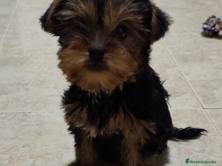 Yorkshire Terrier perros - Anuncio 1