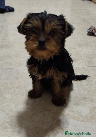 Yorkshire Terrier perros - Anuncio 1