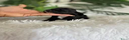 Cocker Spaniel Inglés perros en venta: COCKER SPANIEL INGLES - Anuncio 9