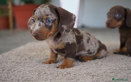 Teckel Miniatura perros en venta: 💥🐶 Compactos y peligrosos 🚀 - Imagen 2