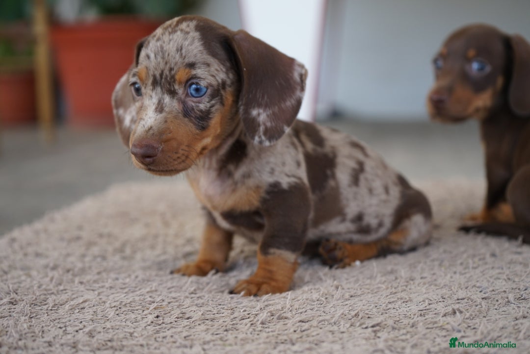 Teckel Miniatura perros en venta: 💥🐶 Compactos y peligrosos 🚀 - Imagen 2