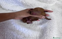 Caniche Toy perros en venta: CANICHE TOY HEMBRA - Imagen 9