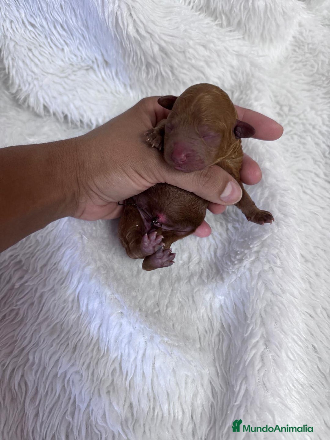 Caniche Toy perros en venta: CANICHE TOY HEMBRA - Imagen 9