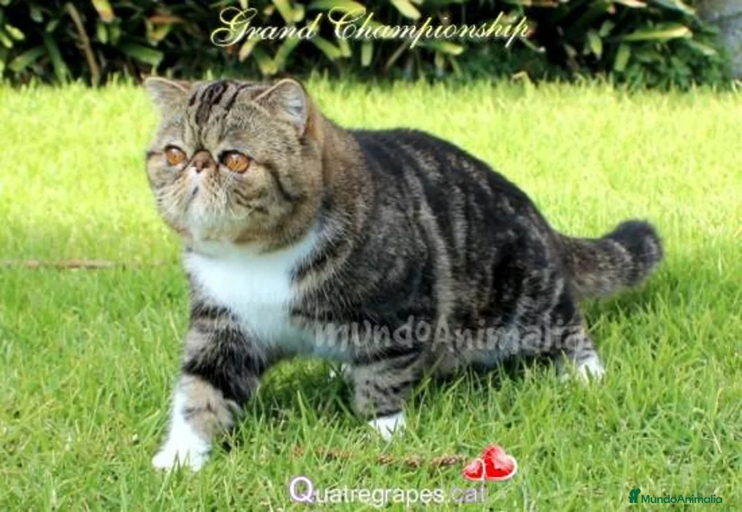 Imagen de galería {{count}}