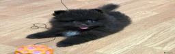 Pomerania perros en venta: Precioso Lulú Pomerania exótico  - Anuncio 2