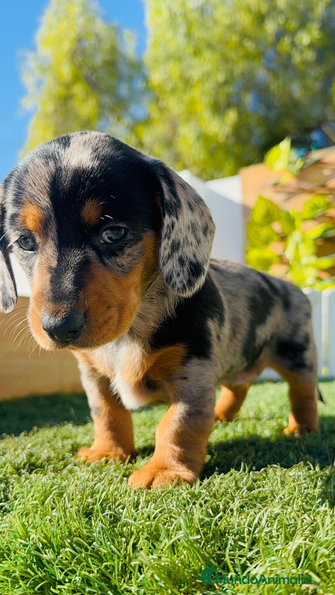 Teckel Miniatura perros en venta: TECKEL MINIATURA HEMBRA  - Anuncio 16