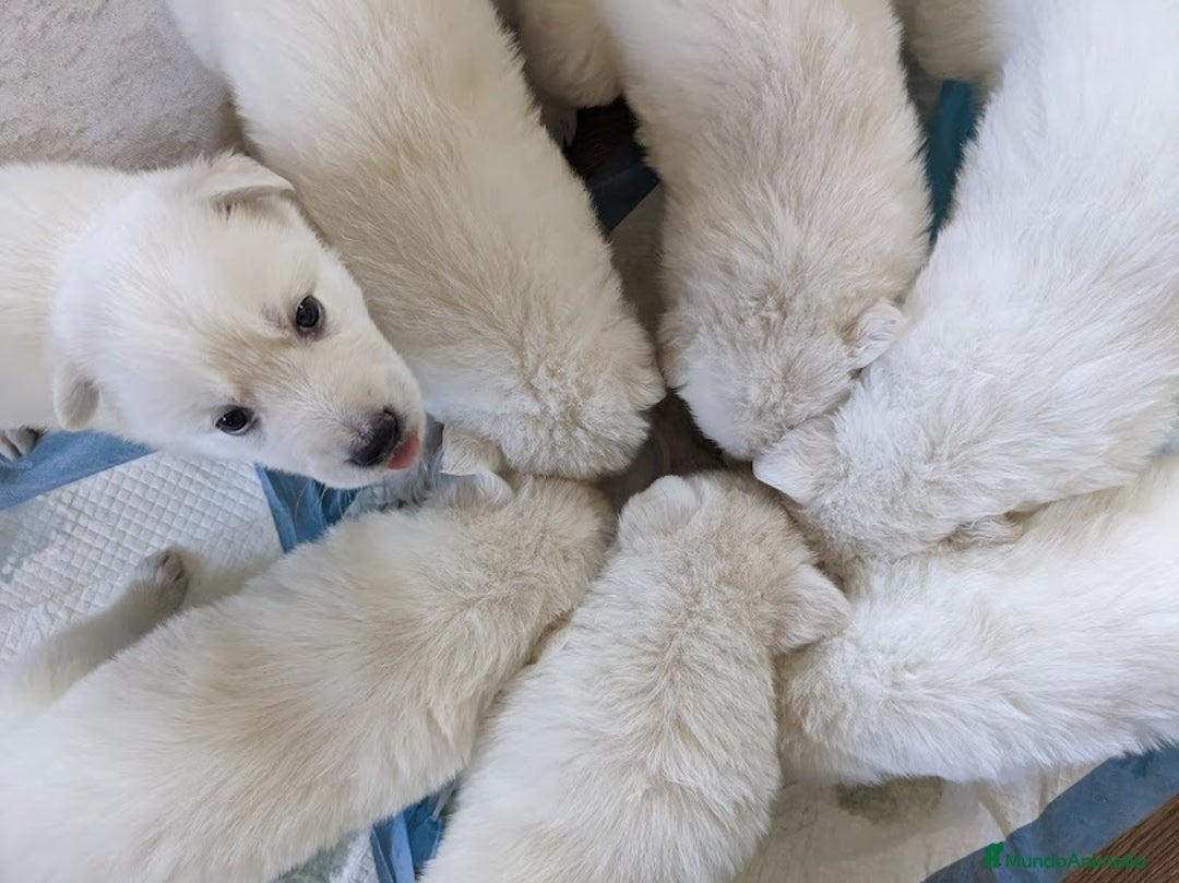 Pastor Blanco Suizo perros en venta: Cachorros de Pastor Blanco Suizo / 2 meses de edad - Imagen 10