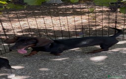 Teckel perros en venta: Teckel macho  - Imagen 2
