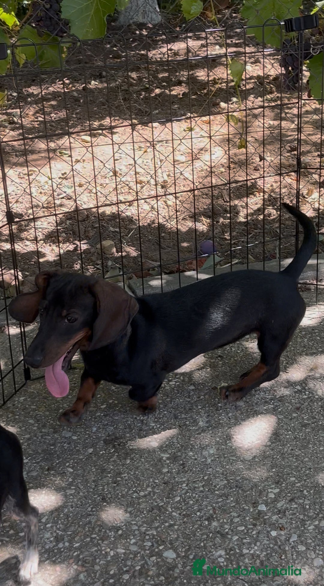 Teckel perros en venta: Teckel macho  - Imagen 2