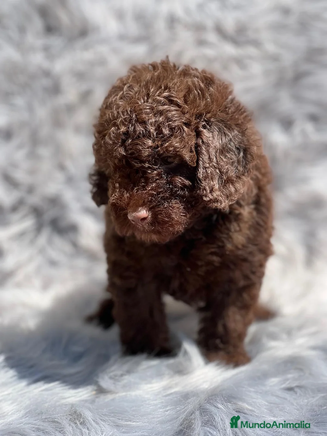 Caniche Toy perros en venta: Caniche chocolate en Barcelona - Anuncio 7