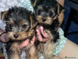 Yorkshire Terrier perros Cachorros de Yorkshire Terrier - Anuncio 1